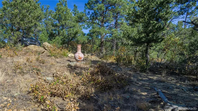 a front view of a garden with plants and large tree