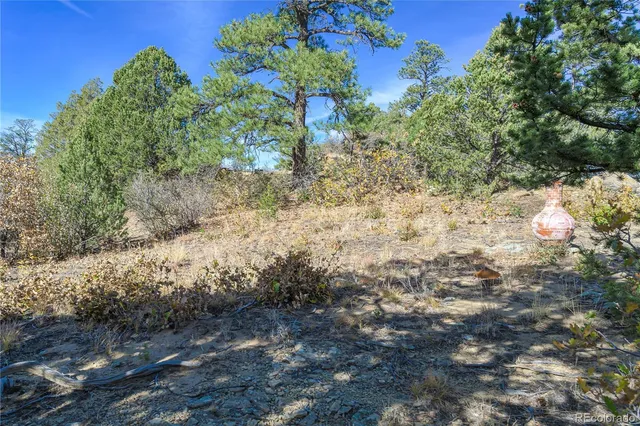 a view of a yard with plants and tree