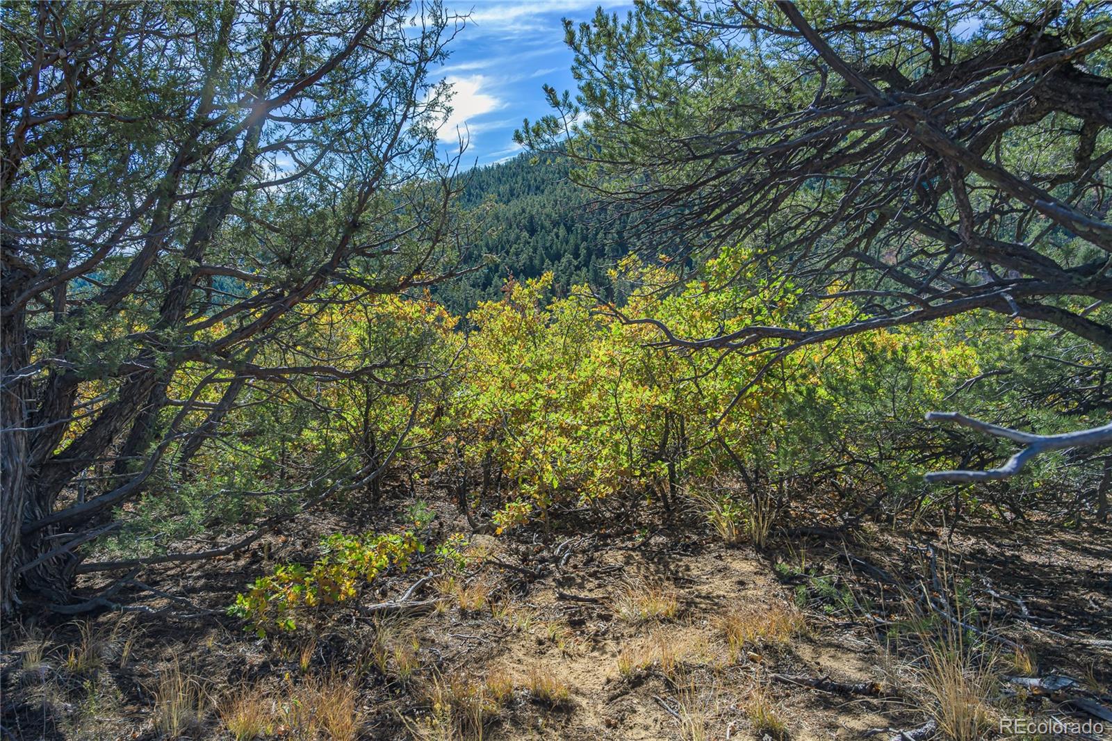 14341 Northridge Road Weston, CO 81091 - Photo 18 of 49 a view of a yard with plants and tree