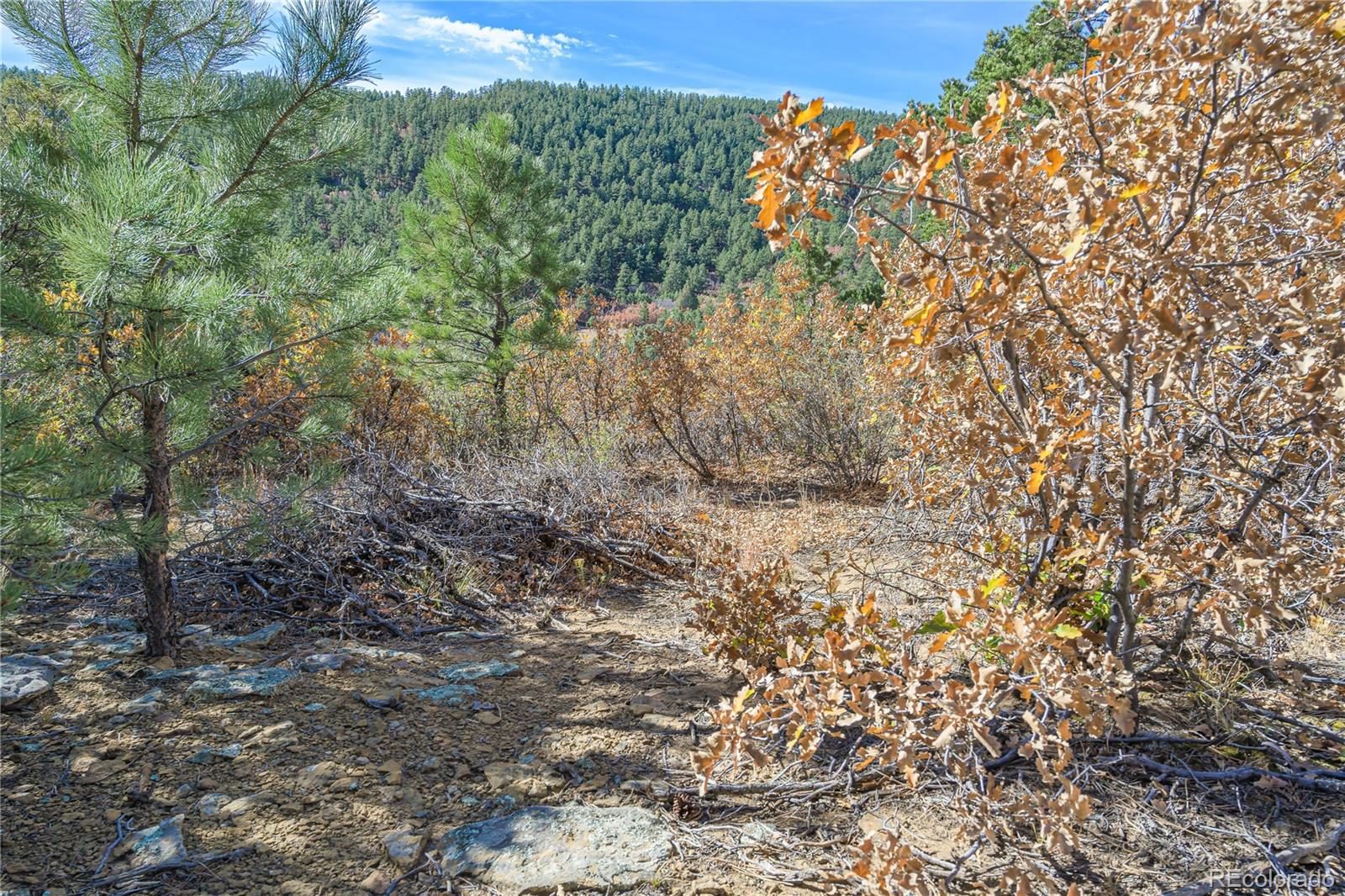 14341 Northridge Road Weston, CO 81091 - Photo 19 of 49 a view of a yard with a tree