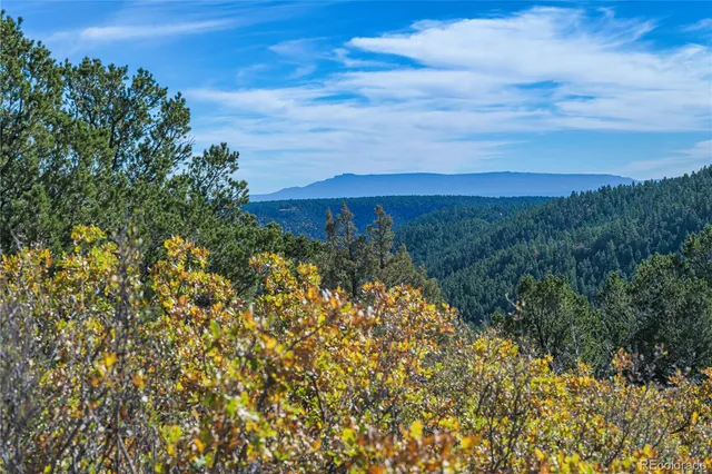 a view of a bunch of trees