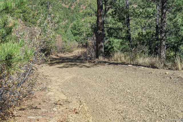 a view of dirt yard with a large tree