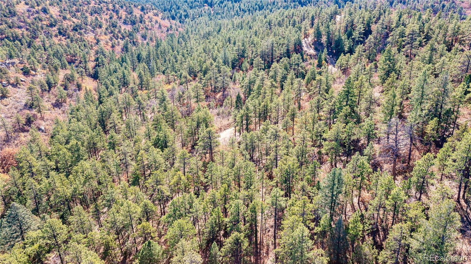 14341 Northridge Road Weston, CO 81091 - Photo 41 of 49 a view of a lush green forest with lots of trees