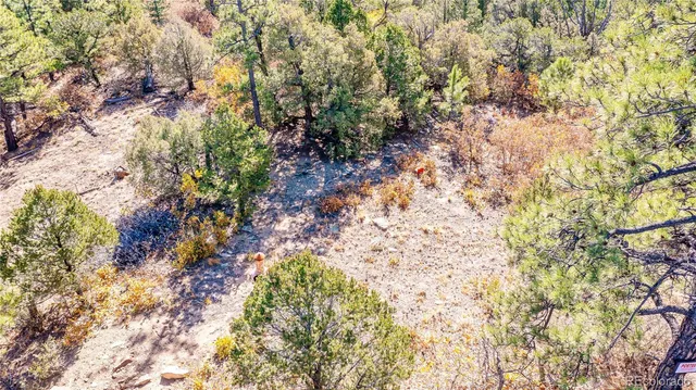 a view of a dry yard with trees