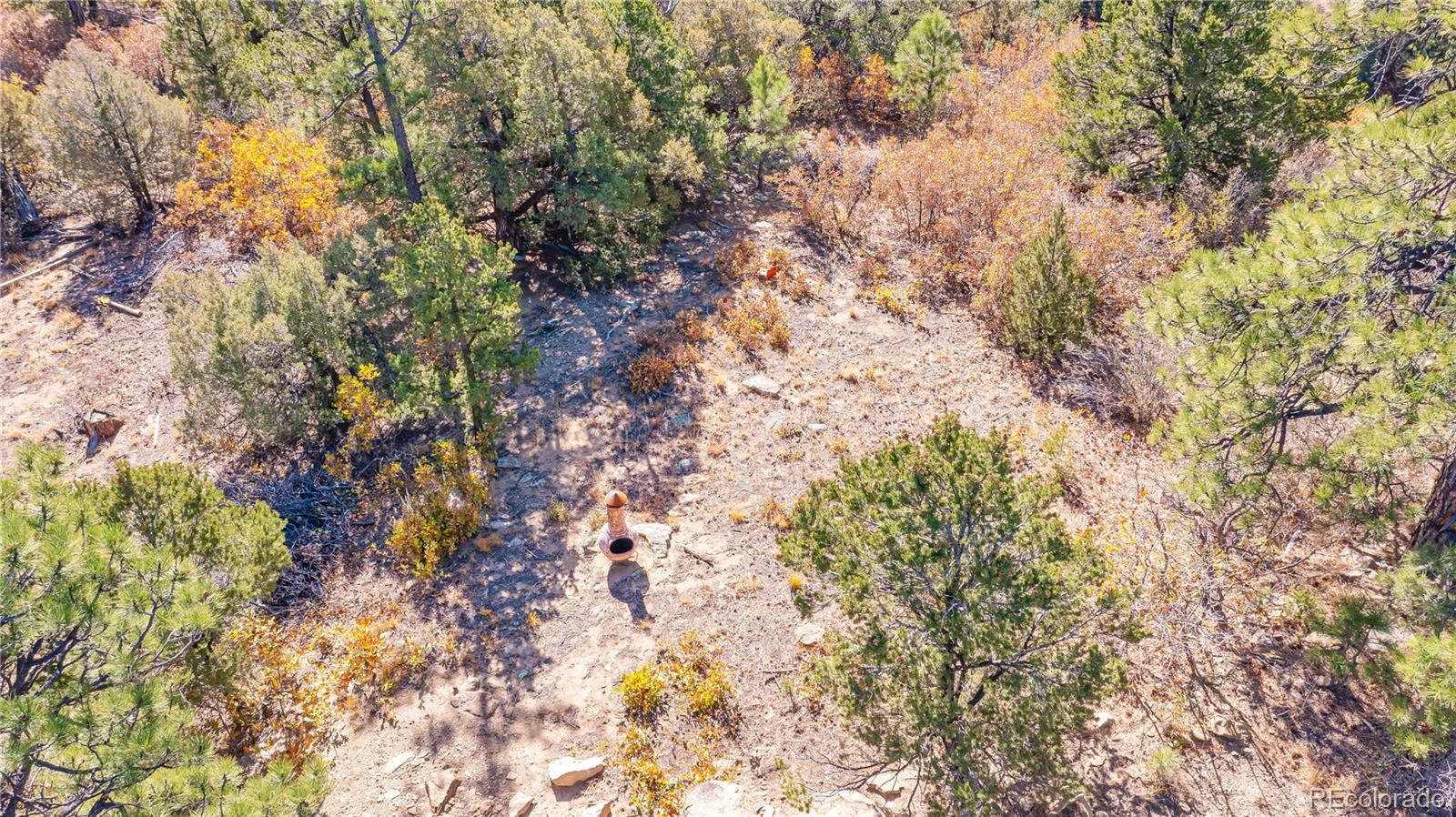 14341 Northridge Road Weston, CO 81091 - Photo 45 of 49 a picture of tree
