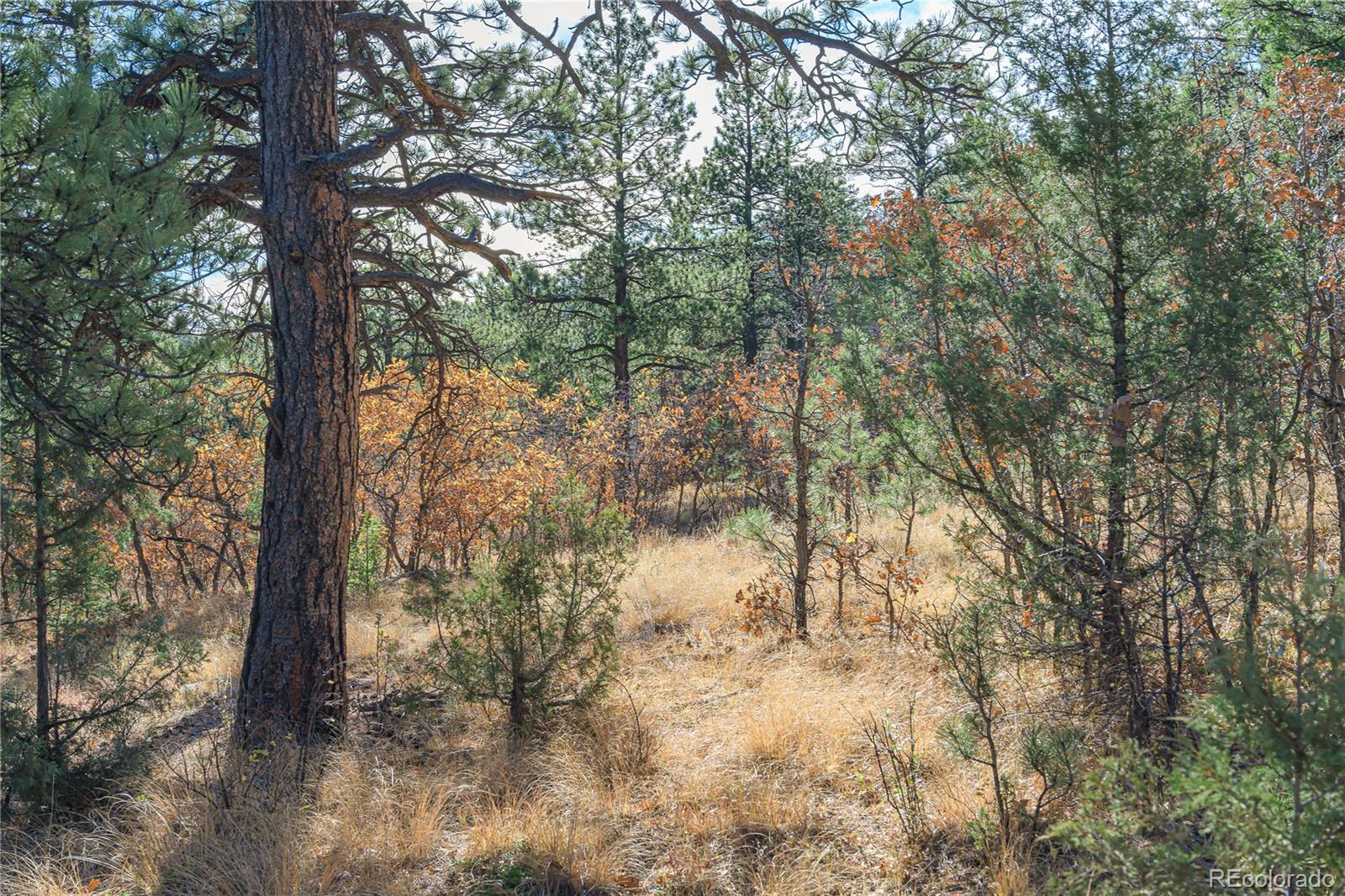 14341 Northridge Road Weston, CO 81091 - Photo 5 of 49 a view of forest