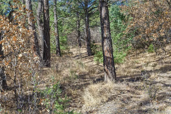 a view of forest
