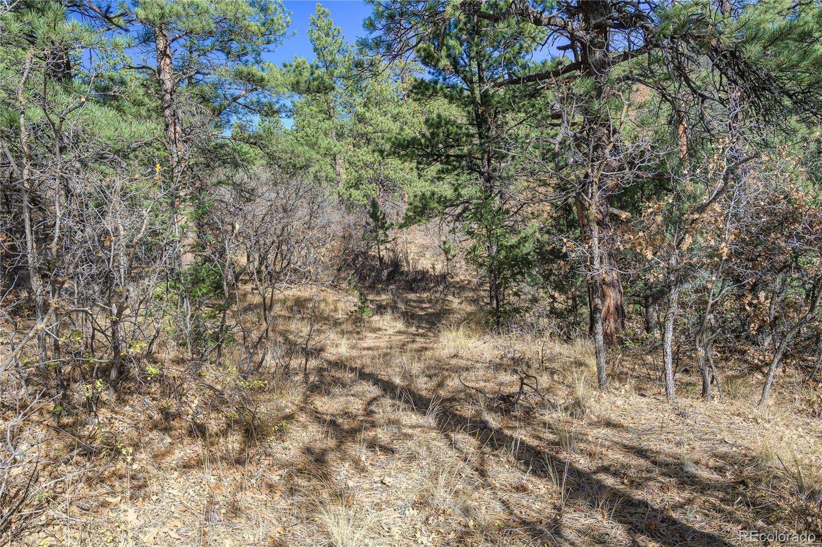 14341 Northridge Road Weston, CO 81091 - Photo 7 of 49 a view of a yard with a tree