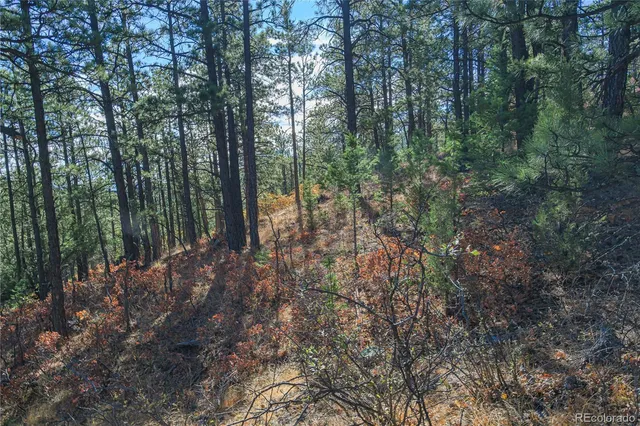 a view of a forest with trees in the background