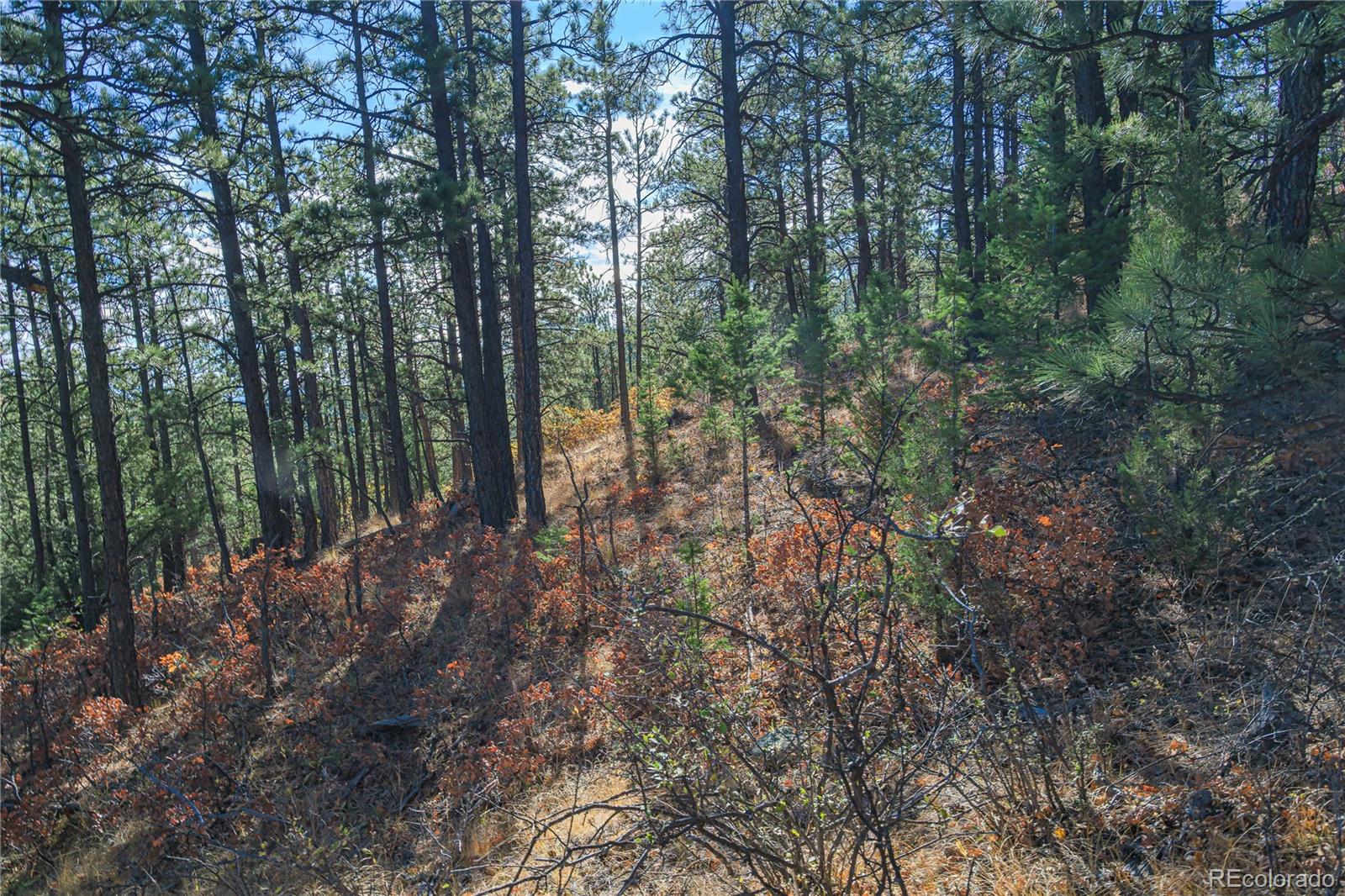 14341 Northridge Road Weston, CO 81091 - Photo 8 of 49 a view of a forest with trees in the background