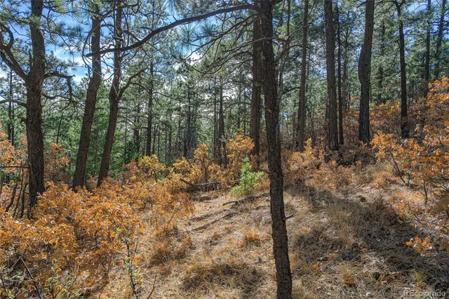 a view of a forest filled with trees