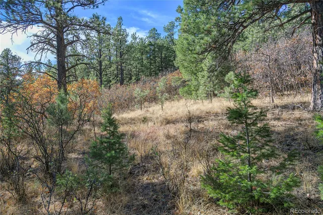 a view of a forest that has a tree