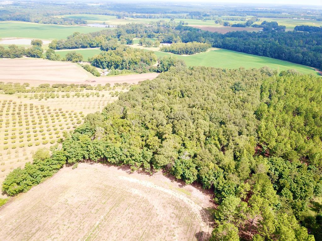 10.69-acres Summer Road Slocomb, AL 36375 - Photo 34 of 51