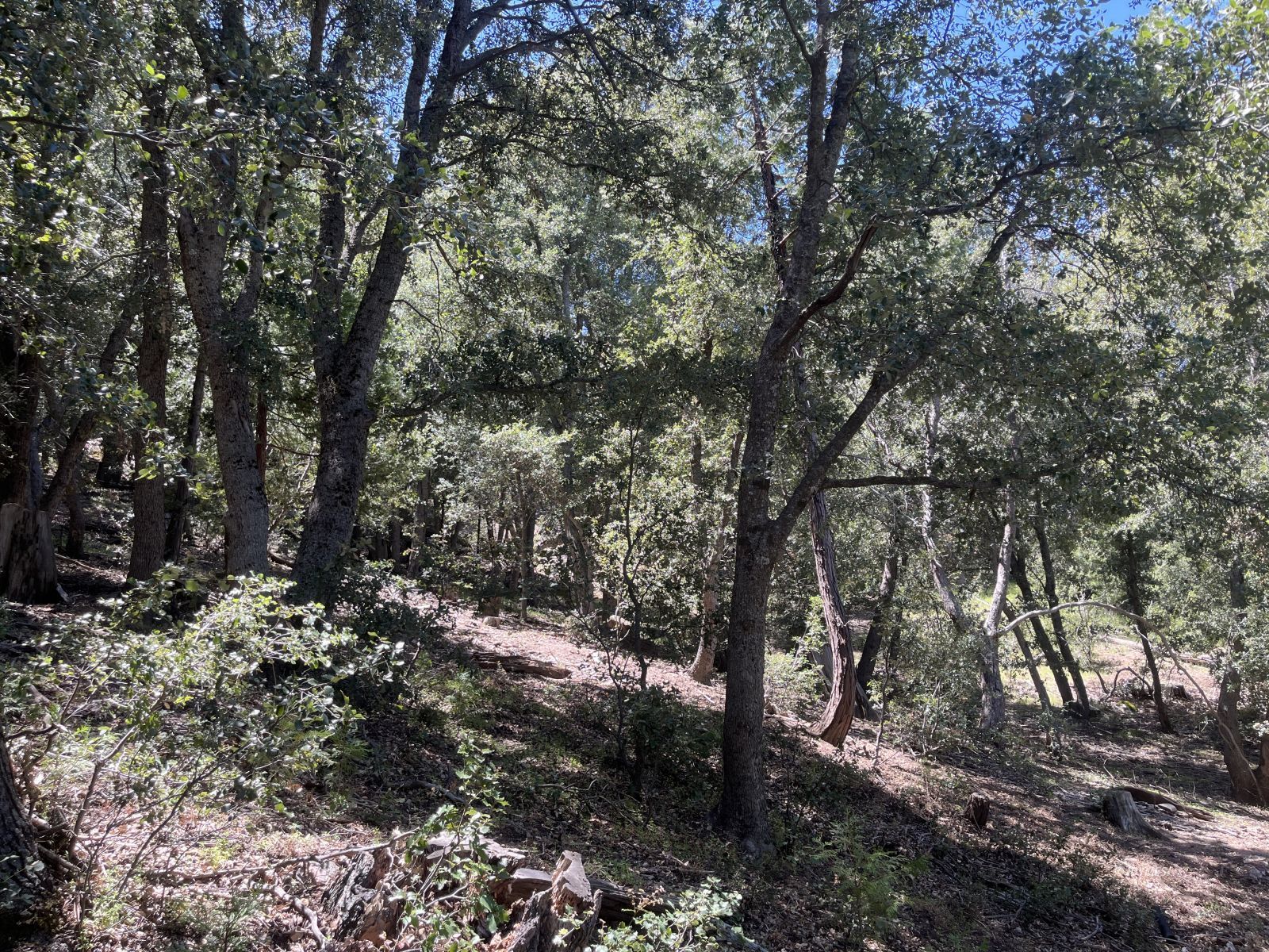 Middle Ridge Idyllwild, CA 92549 - Photo 11 of 15 a view of a forest filled with trees