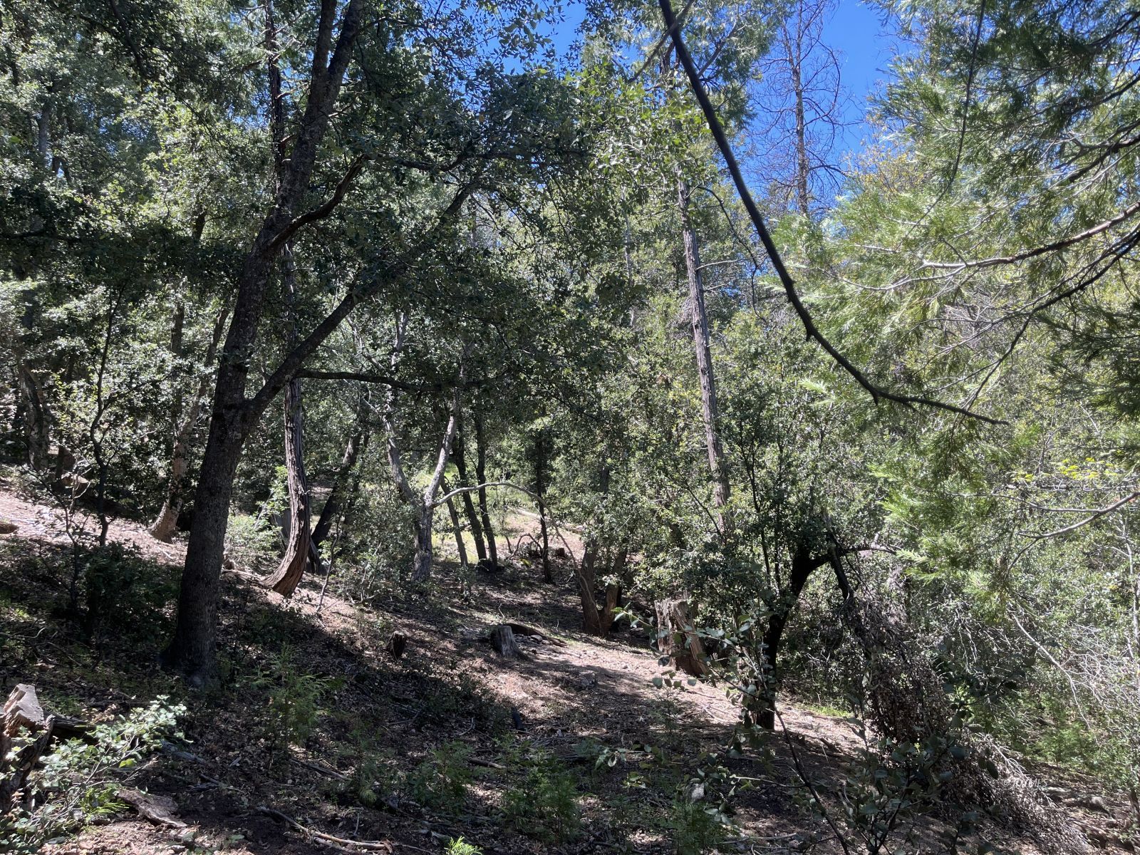 Middle Ridge Idyllwild, CA 92549 - Photo 13 of 15 a view of forest