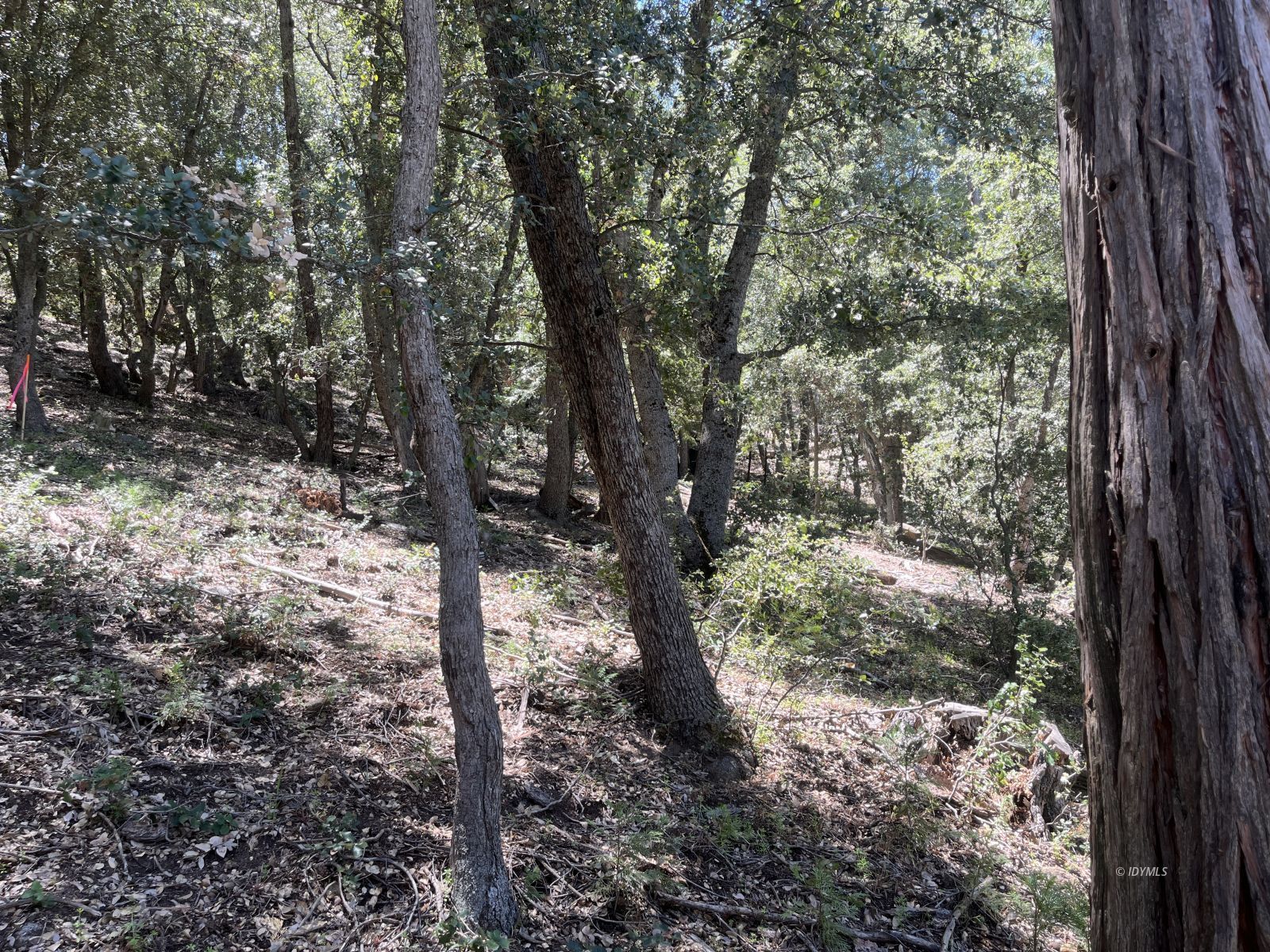Middle Ridge Idyllwild, CA 92549 - Photo 14 of 15 a view of a forest filled with trees