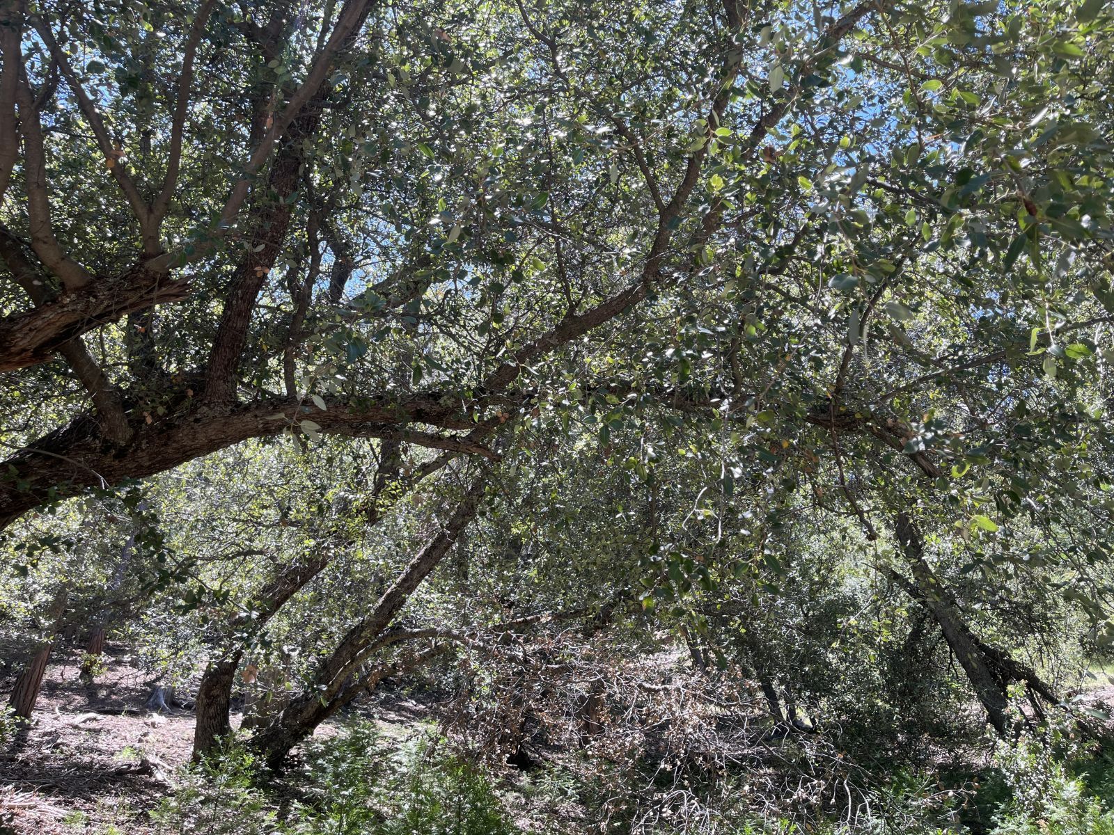 Middle Ridge Idyllwild, CA 92549 - Photo 15 of 15 a view of tree