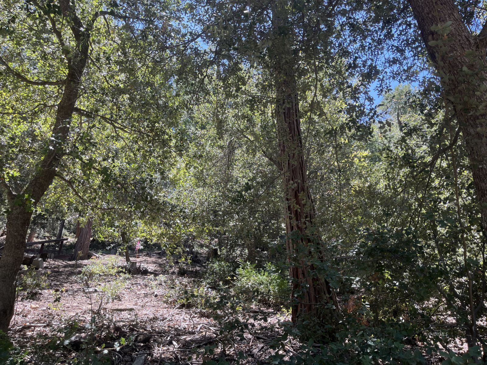 Middle Ridge Idyllwild, CA 92549 - Photo 2 of 15 a view of a forest with trees in the background