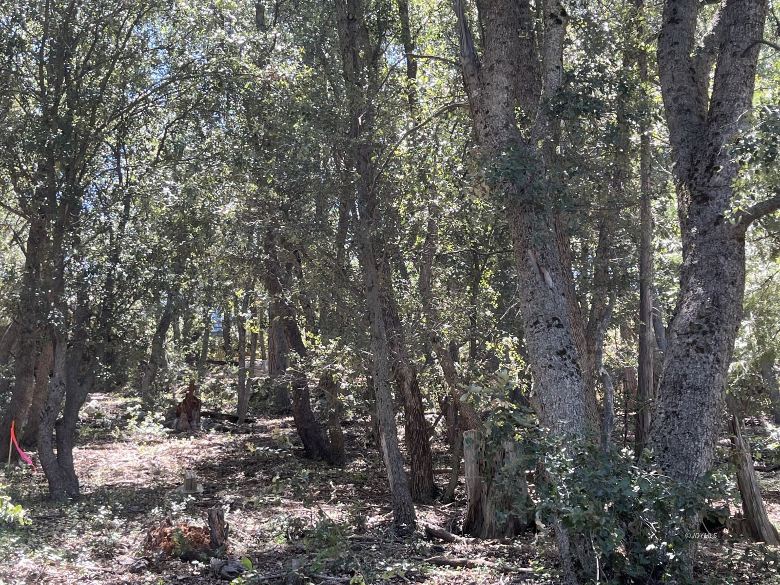 Middle Ridge Idyllwild, CA 92549 - Photo 5 of 15 a view of a forest filled with trees