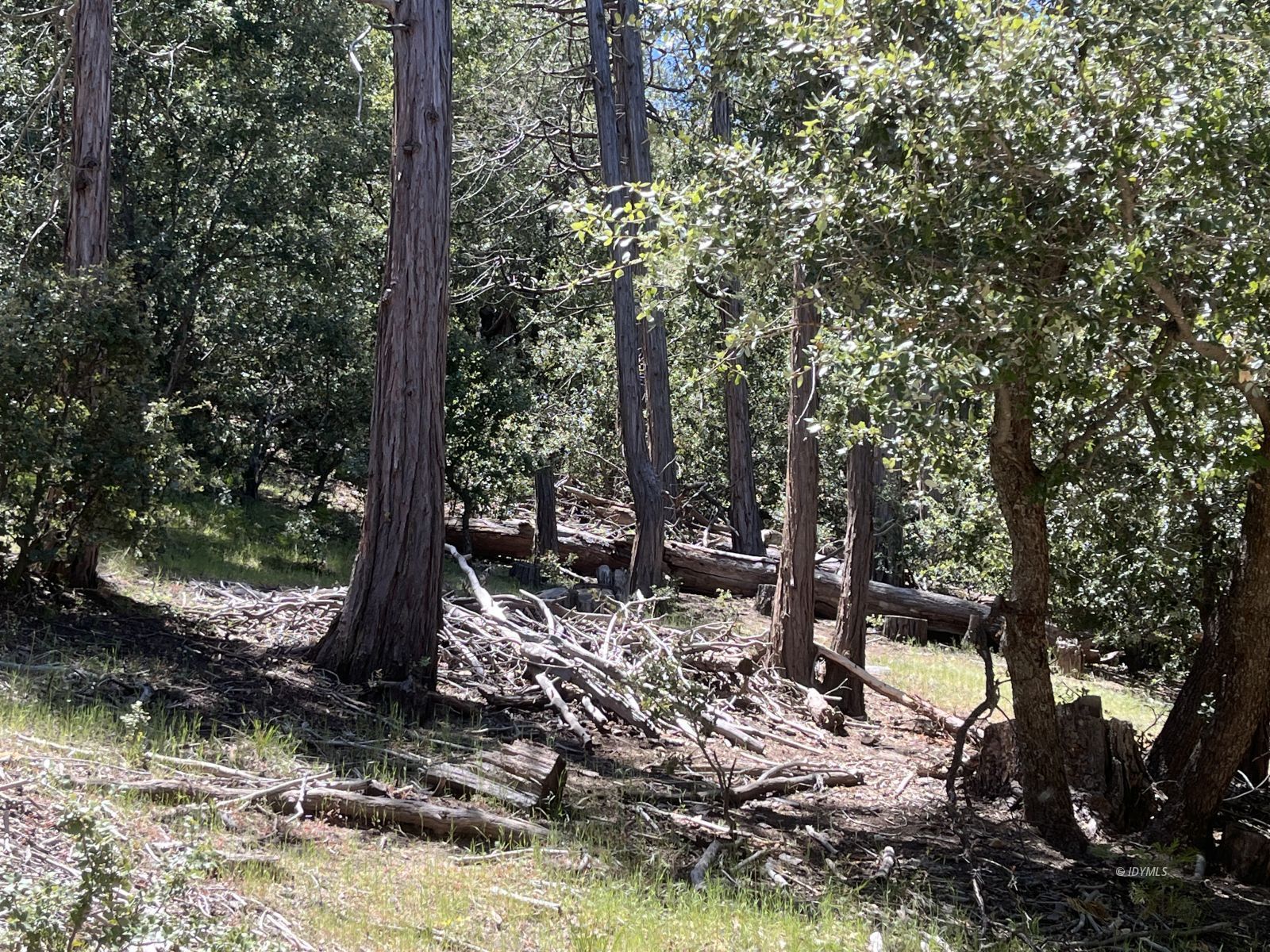 Middle Ridge Idyllwild, CA 92549 - Photo 6 of 15 a view of a tree in a yard