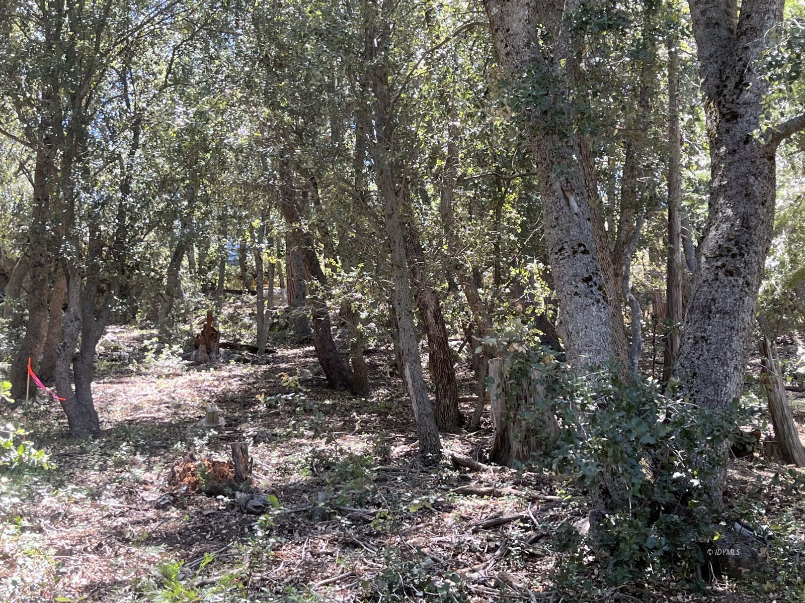Middle Ridge Idyllwild, CA 92549 - Photo 9 of 15 a view of a forest with trees
