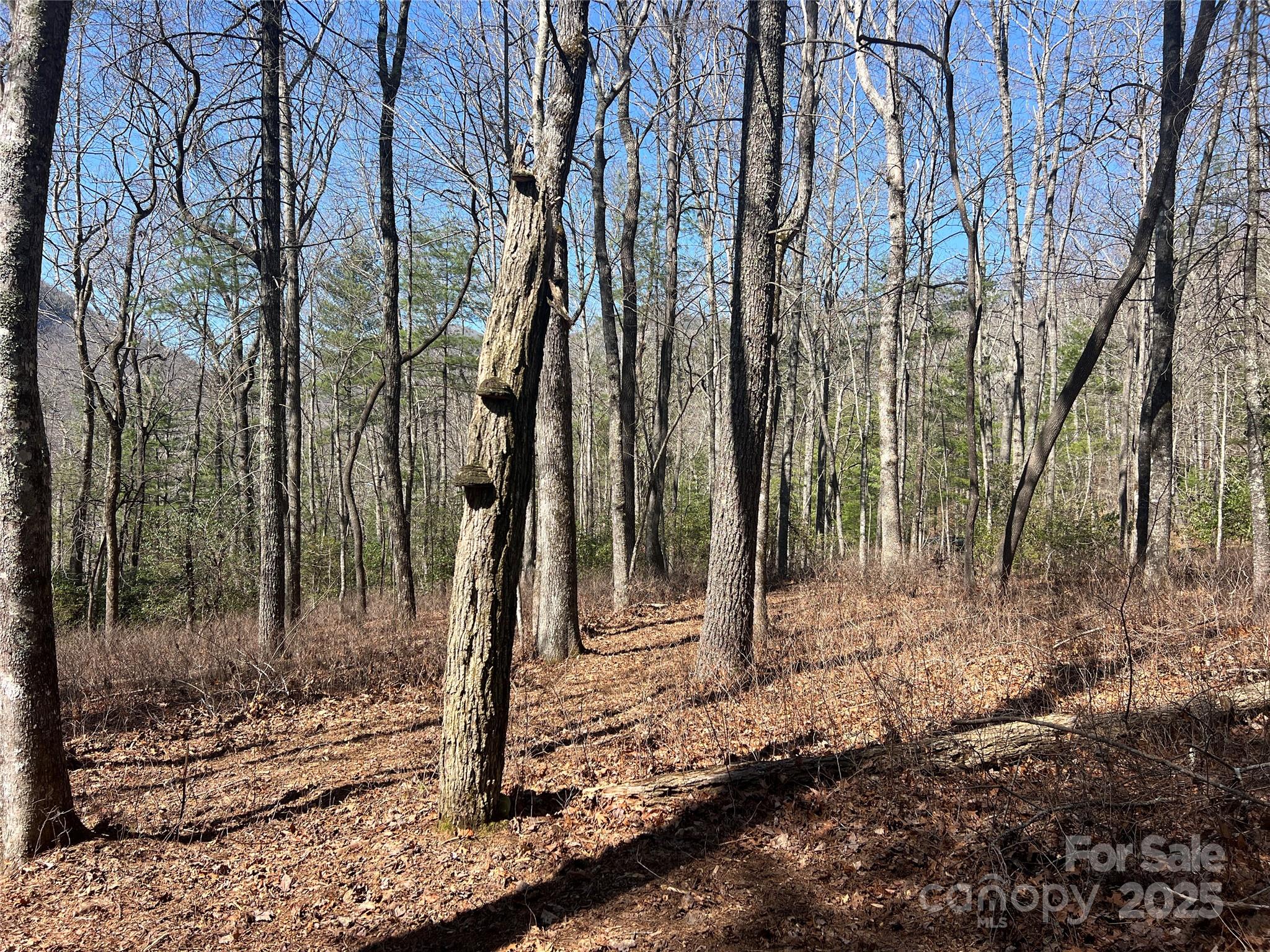 Tbd Panther Ridge Road Lake Toxaway, NC 28747 - Photo 13 of 15