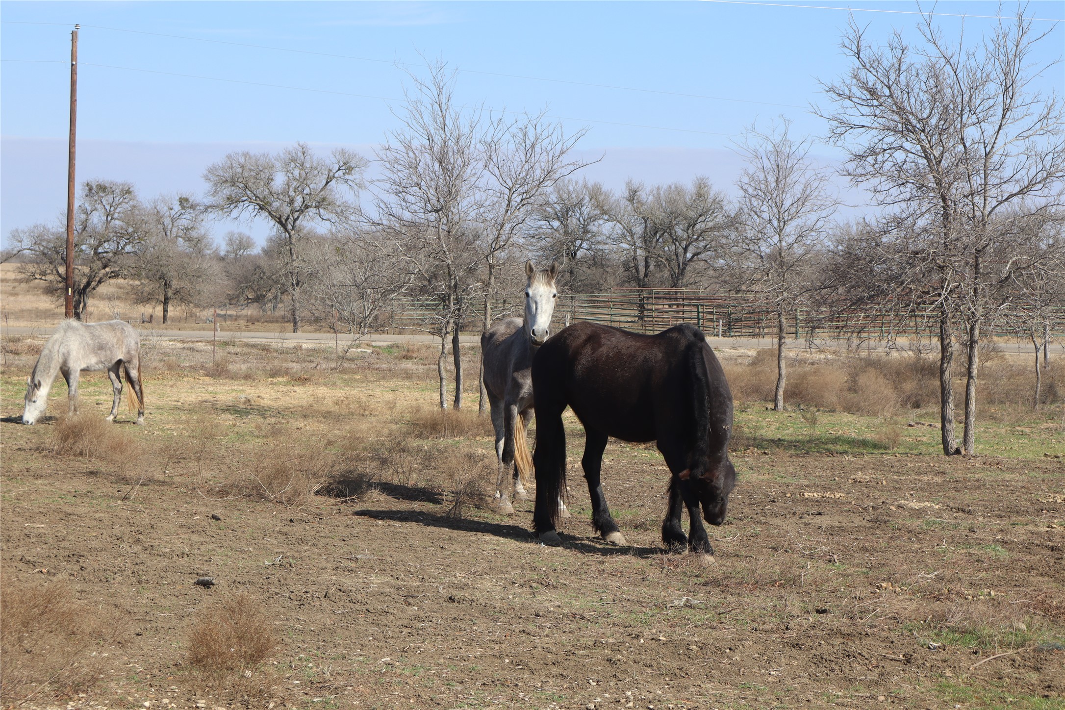 2690 County Road 466 Elgin, TX 78621 - Photo 12 of 19 a view of a yard