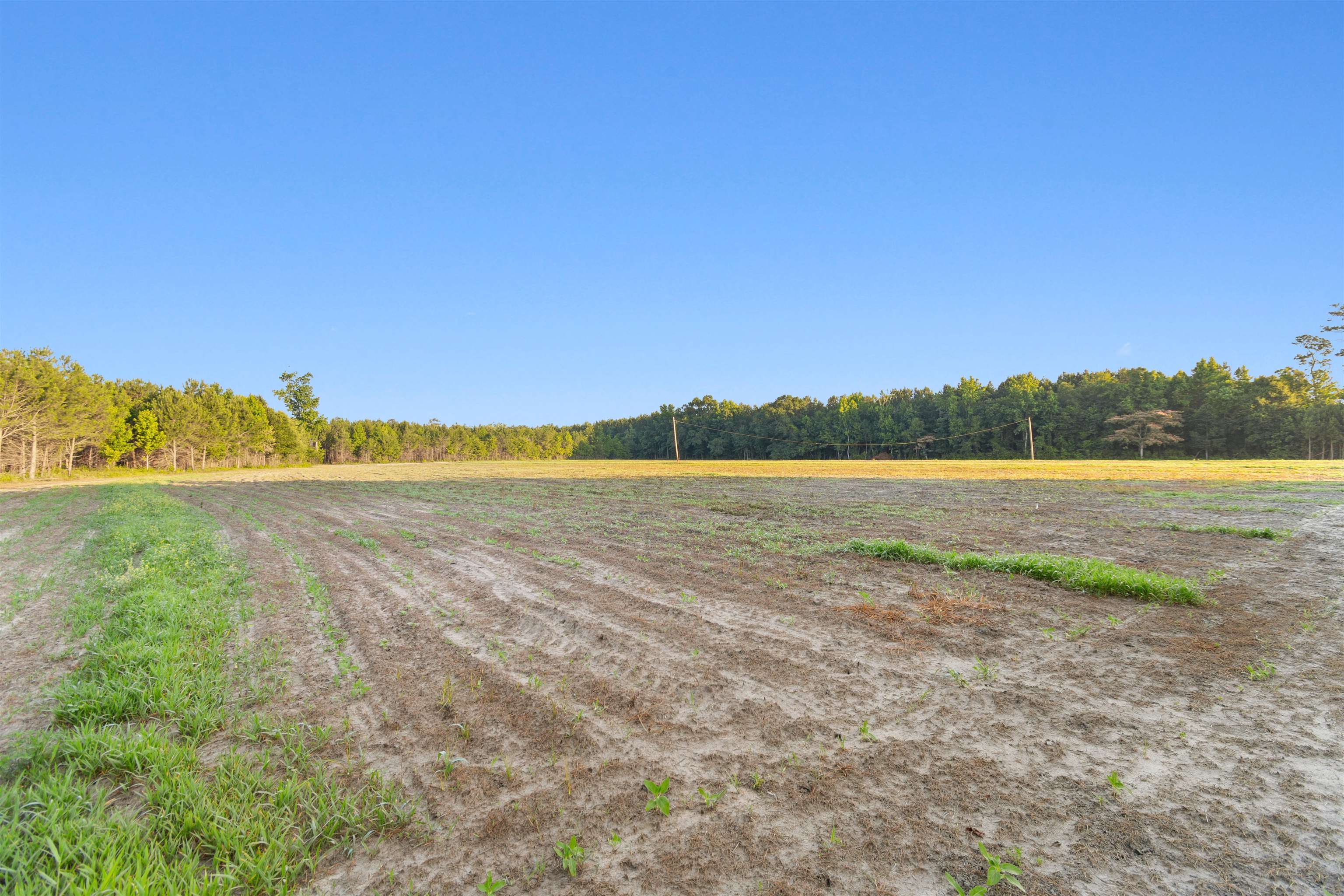 77-acres - Tbd Bert Hanna Road Hemingway, SC 29554 - Photo 9 of 28