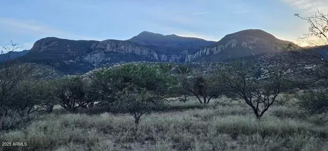 a view of a house is covered with tall trees