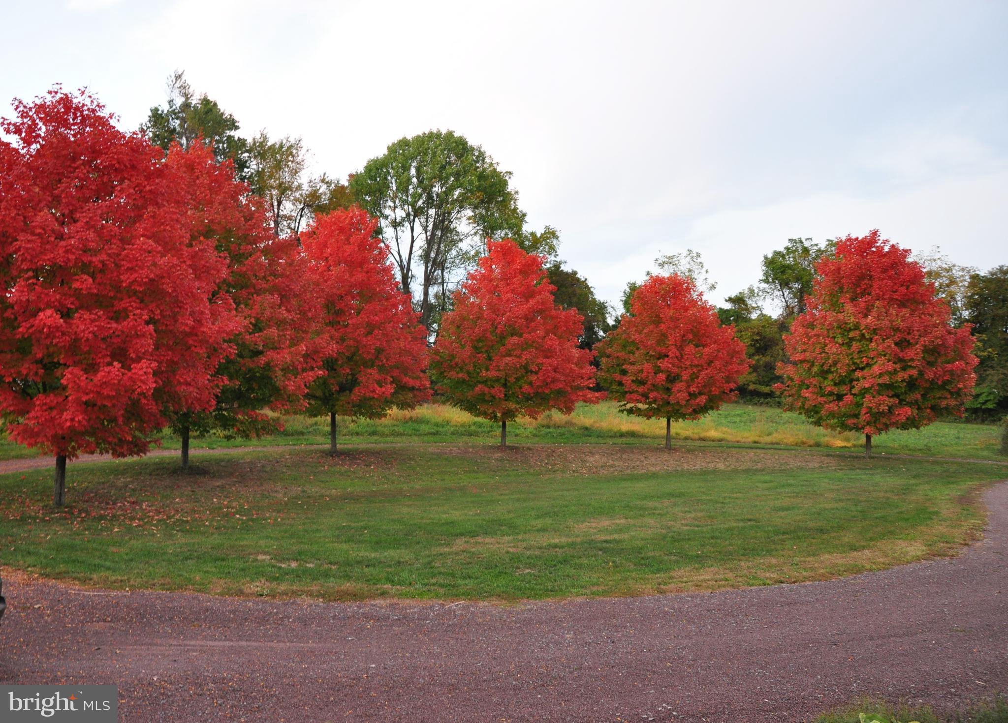 1425 Birchrun Road Chester Springs, PA 19425 - Photo 58 of 59 Maples welcome in Front for colorful Autumn
