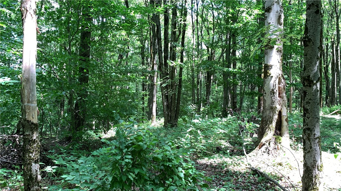 667 Boos Law Road Smyrna, NY 13464 - Photo 30 of 50