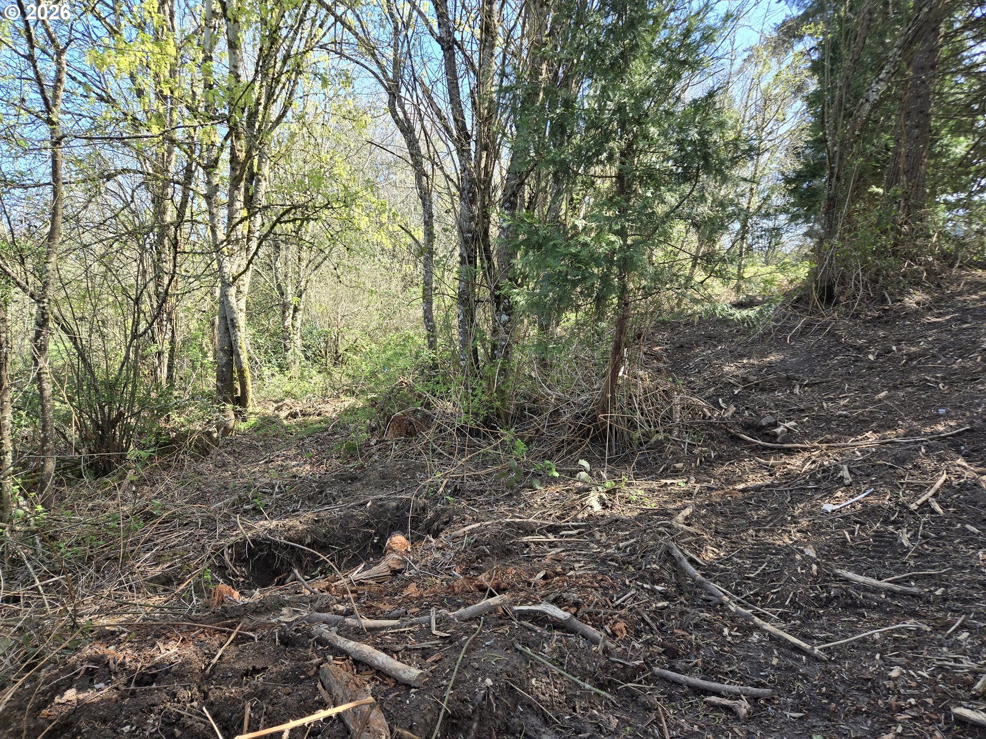 420 Topeka Road Kelso, WA 98626 - Photo 11 of 24 a view of a forest with lots of trees