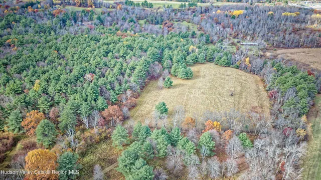 a view of a garden with plants and tree