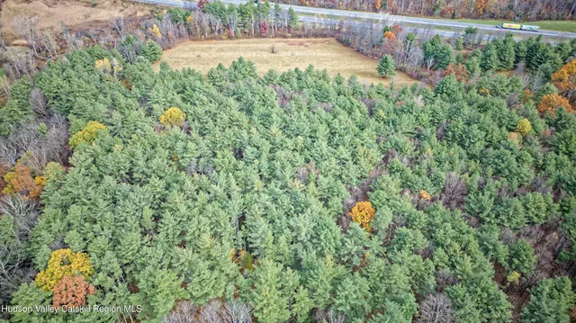 a view of a yard with plants and large trees