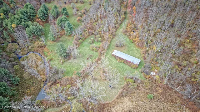 a close up of a trees in a forest