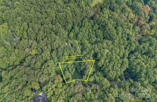 a view of a forest with trees in the background