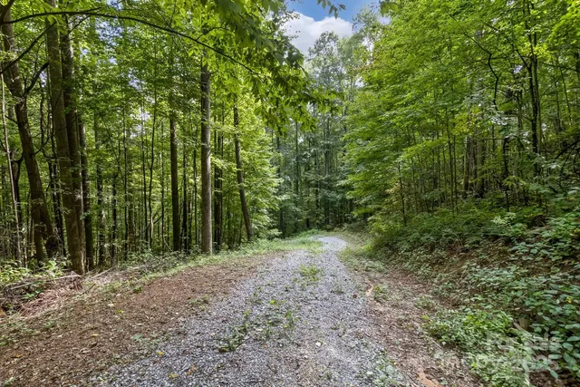 a view of a yard with plants and large trees