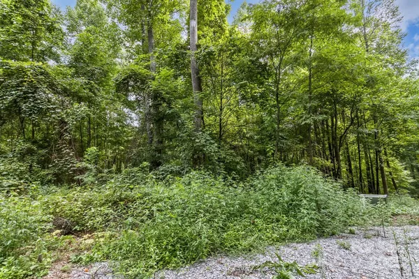 a view of a forest with lots of trees