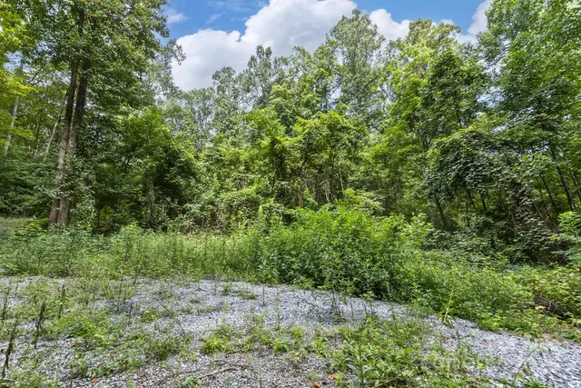 a view of a forest that has a tree
