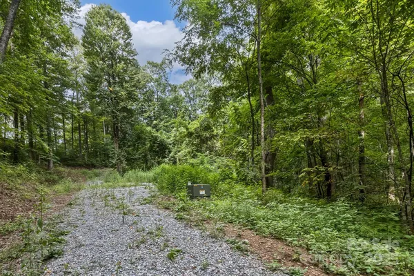 a view of a lush green forest
