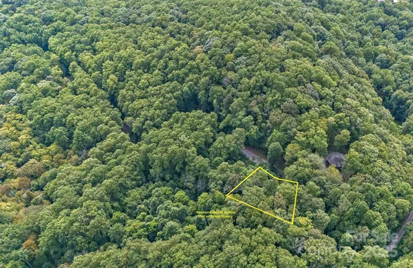 a view of a lush green forest with a plant