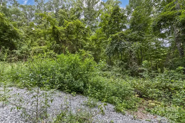 a view of a lush green forest