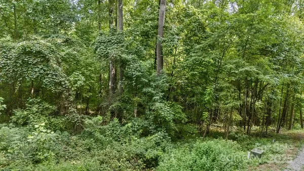 a view of a lush green forest
