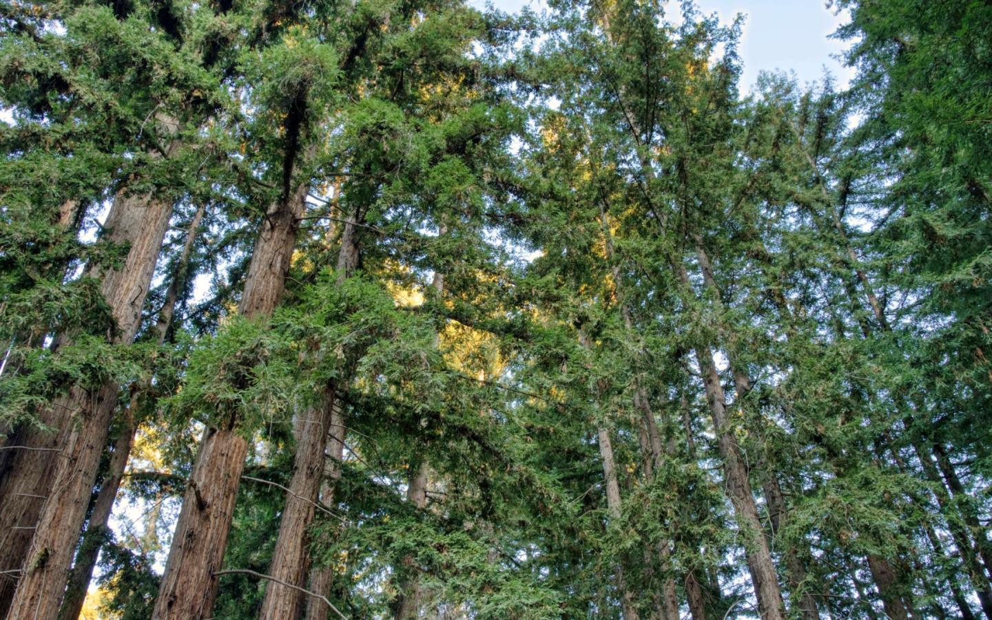 Long Ridge Road Los Gatos, CA 95033 - Photo 19 of 30 a view of a tree