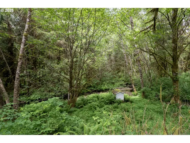 a view of a lush green forest