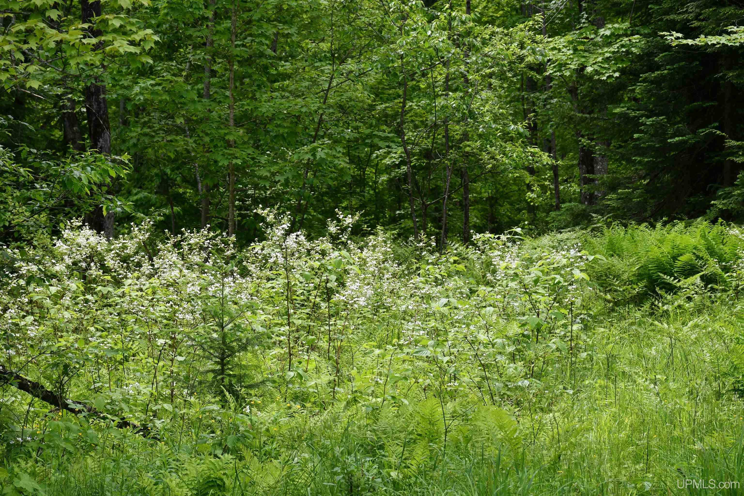 18310 Skanee Road Lanse, MI 49946 - Photo 26 of 71 Gallery Image 26