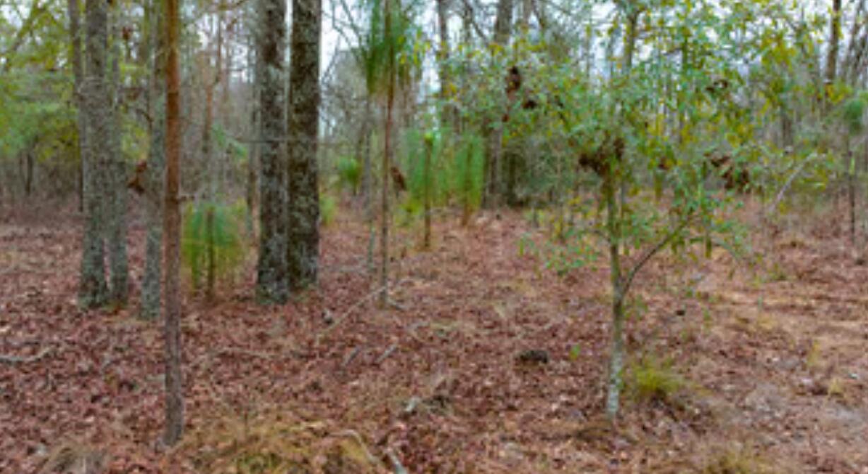 0 Fox Run Windsor, SC 29856 - Photo 14 of 15