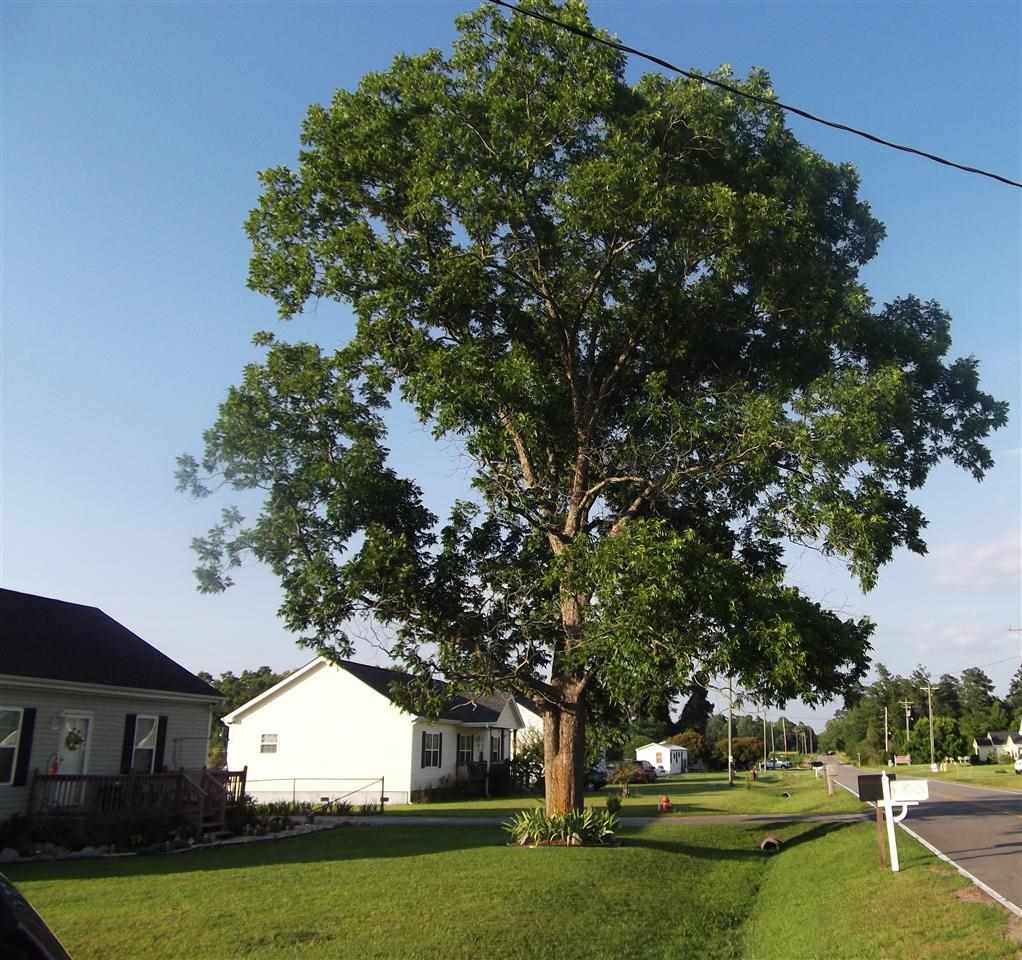 474 Hallie Martin Road Conway, SC 29527 - Photo 25 of 25 Gallery Image 25
