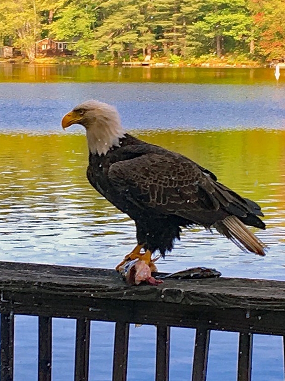 49 Boat House Road Groton, MA 01450 - Photo 33 of 34