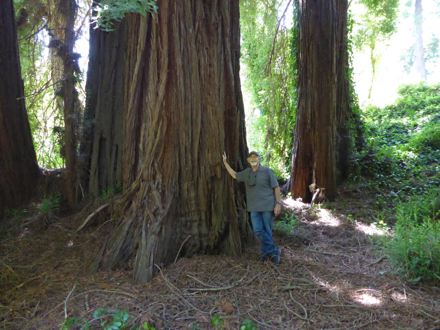 275 Aptos School Road Aptos, CA 95003 - Photo 30 of 45 a backyard of a house with lots of green space